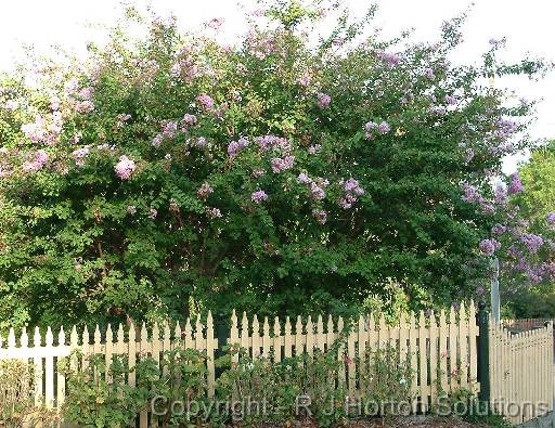 Crepe Myrtle_2 